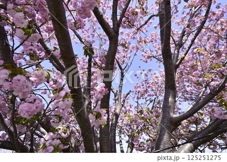 稲沢桜ネックレス 125251275