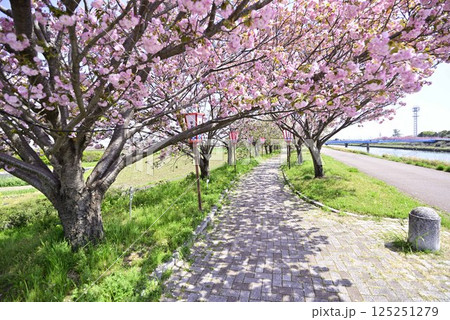 稲沢桜ネックレス 125251279