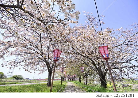 稲沢桜ネックレス 125251291