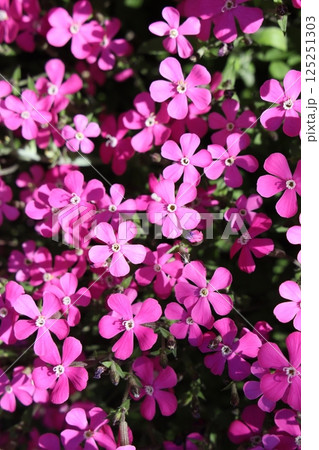 満開のレッドキャンピオン 125251303