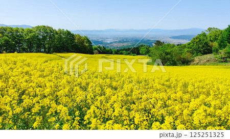 三ノ倉高原菜の花畑 三ノ倉高原菜の花畑 125251325
