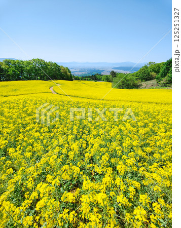 三ノ倉高原菜の花畑 125251327