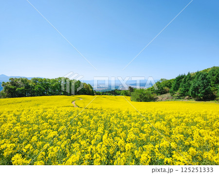 三ノ倉高原菜の花畑 125251333