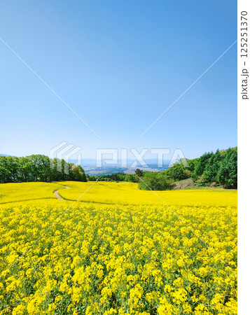 三ノ倉高原菜の花畑 三ノ倉高原菜の花畑 125251370