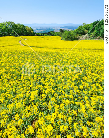 三ノ倉高原菜の花畑 125251372