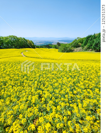 三ノ倉高原菜の花畑 125251373