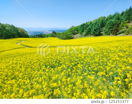 三ノ倉高原菜の花畑 125251377
