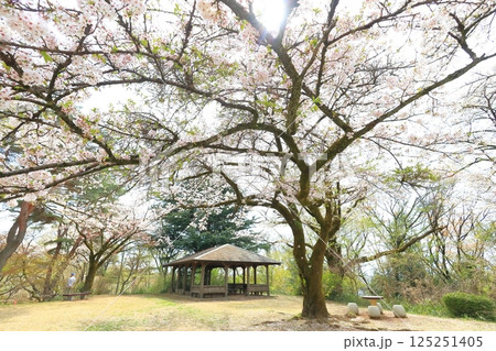 桜ヶ丘公園 旧多摩聖蹟記念館 桜ヶ丘公園 旧多摩聖蹟記念館 125251405