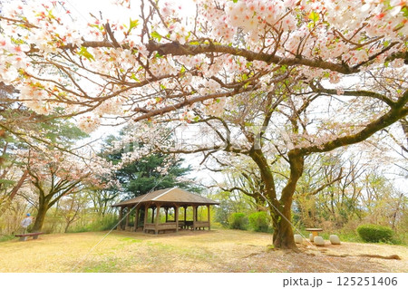 桜ヶ丘公園　旧多摩聖蹟記念館 125251406
