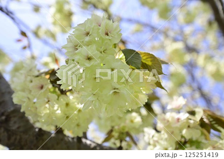 稲沢桜ネックレス 125251419