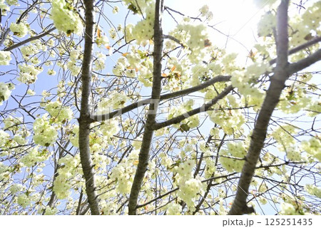 稲沢桜ネックレス 125251435