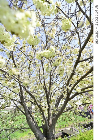 稲沢桜ネックレス 125251436