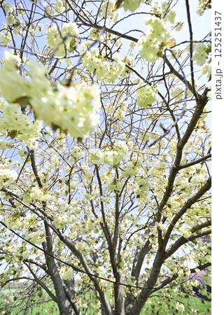 稲沢桜ネックレス 125251437