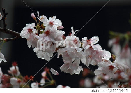 雨に濡れたソメイヨシノの花びら 雨に濡れたソメイヨシノの花びら 125251445