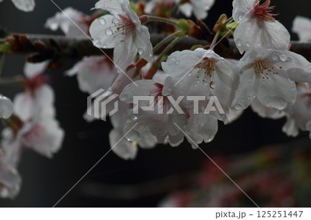 雨に濡れたソメイヨシノの花びら 125251447