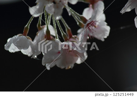雨に濡れたソメイヨシノの花びら 125251449