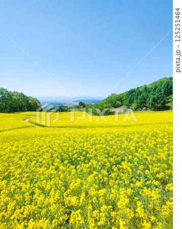 三ノ倉高原菜の花畑 125251464