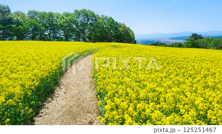 三ノ倉高原菜の花畑 三ノ倉高原菜の花畑 125251467