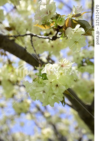 稲沢桜ネックレス 稲沢桜ネックレス 125251470