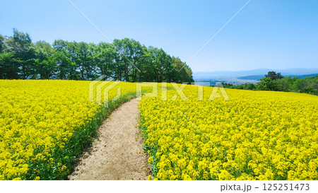 三ノ倉高原菜の花畑 125251473