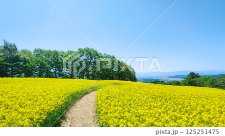三ノ倉高原菜の花畑 125251475
