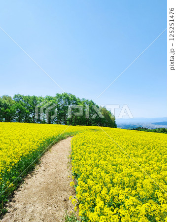 三ノ倉高原菜の花畑 125251476