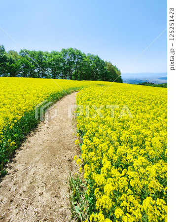 三ノ倉高原菜の花畑 三ノ倉高原菜の花畑 125251478