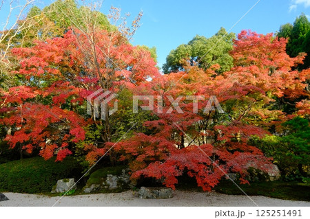 天授庵の紅葉の庭 125251491