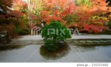 天授庵の紅葉の庭 天授庵の紅葉の庭 125251492