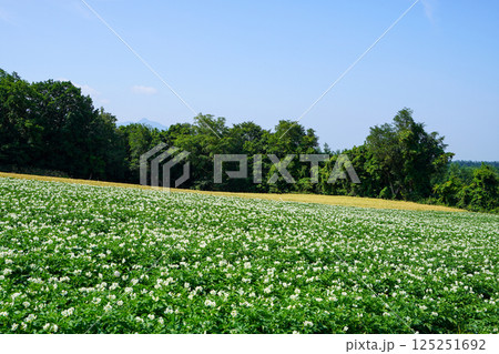 北海道のじゃがいも畑（斜里町） 125251692