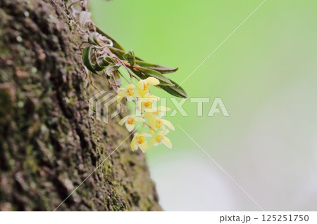 イヌザクラの幹に着生したカヤラン 125251750