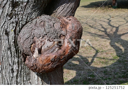 樹木にできたコブ 125251752