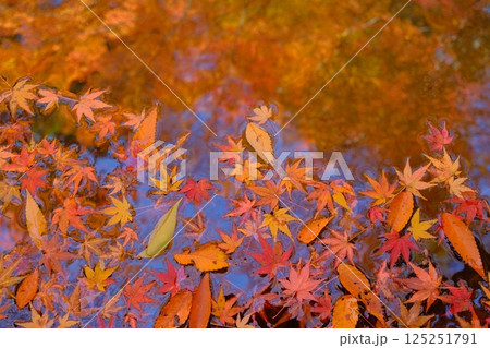 落葉と水面のイメージ素材 125251791