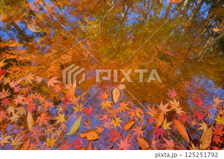 落葉と水面のイメージ素材 125251792