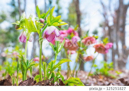 公園に咲くクリスマスローズ 125251827