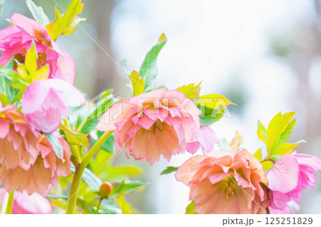 クリスマスローズの花 クリスマスローズの花 125251829