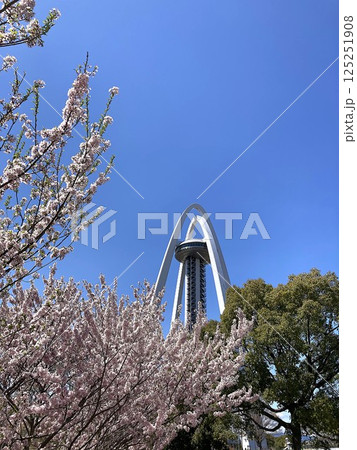 晴天で映えるコヒガン桜とタワー 晴天で映えるコヒガン桜とタワー 125251908