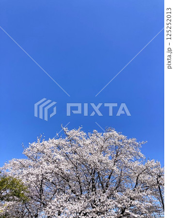 春の青空に映える満開の桜 125252013
