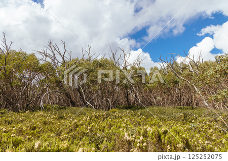 Lake Mountain in Summer in Australia Lake Mountain in Summer in Australia 125252075
