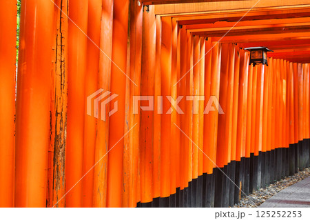 京都　伏見稲荷大社　千本鳥居（京都府京都市伏見区） 125252253