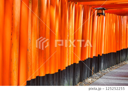 京都　伏見稲荷大社　千本鳥居（京都府京都市伏見区） 125252255