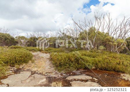 Lake Mountain in Summer in Australia 125252321