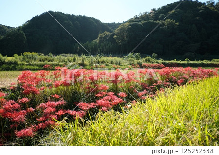 里山に咲く彼岸花 125252338
