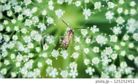 ハマウドにやってきたヒゲナガガの仲間 125252451
