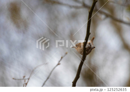 Troglodytes troglodytes. Wild nature. From the life of birds. 125252635