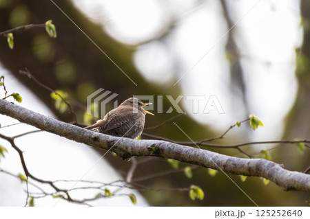Troglodytes troglodytes. Wild nature. From the life of birds. 125252640