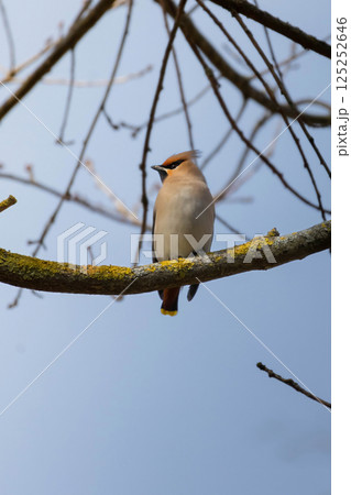 Waxwing (Bombycilla garrulus) perching on tree branch 125252646