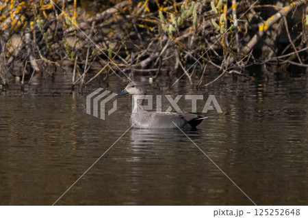 gadwall (mareca strepera) swimming gadwall (mareca strepera) swimming 125252648