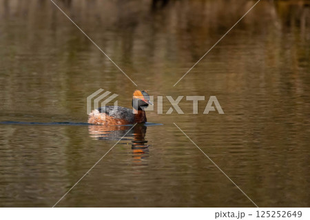 Colorful horned grebe (Podiceps auritus) swimming spring time Colorful horned grebe (Podiceps auritus) swimming spring time 125252649