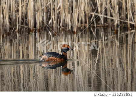 Colorful horned grebe (Podiceps auritus) swimming spring time 125252653